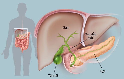 Nguy cơ độc tính trên gan khi sử dụng olaparib: Điểm tin từ WHO Pharmaceuticals Newsletter 